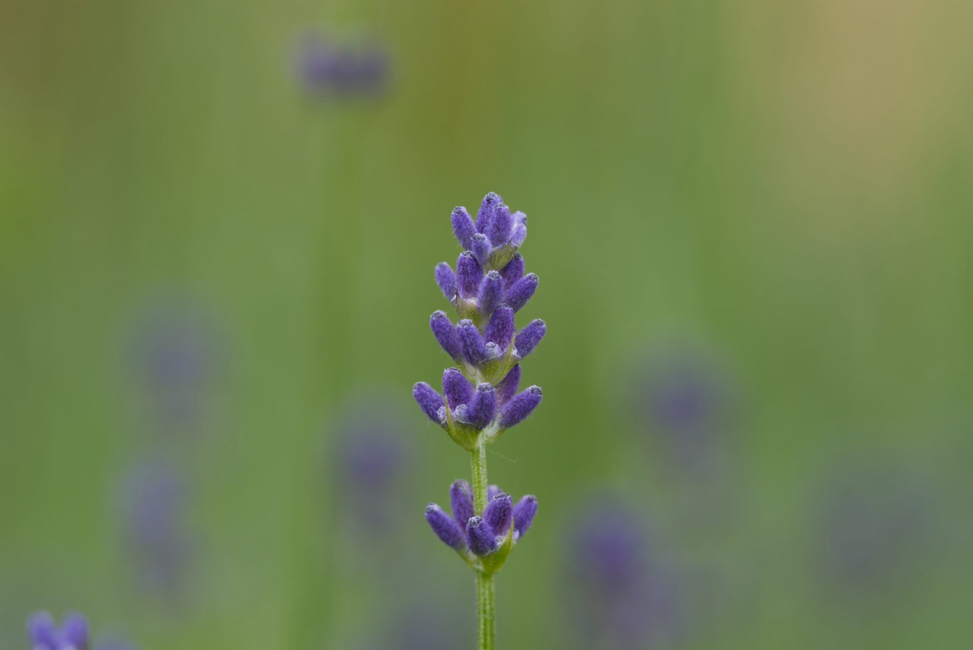 Lavender stem