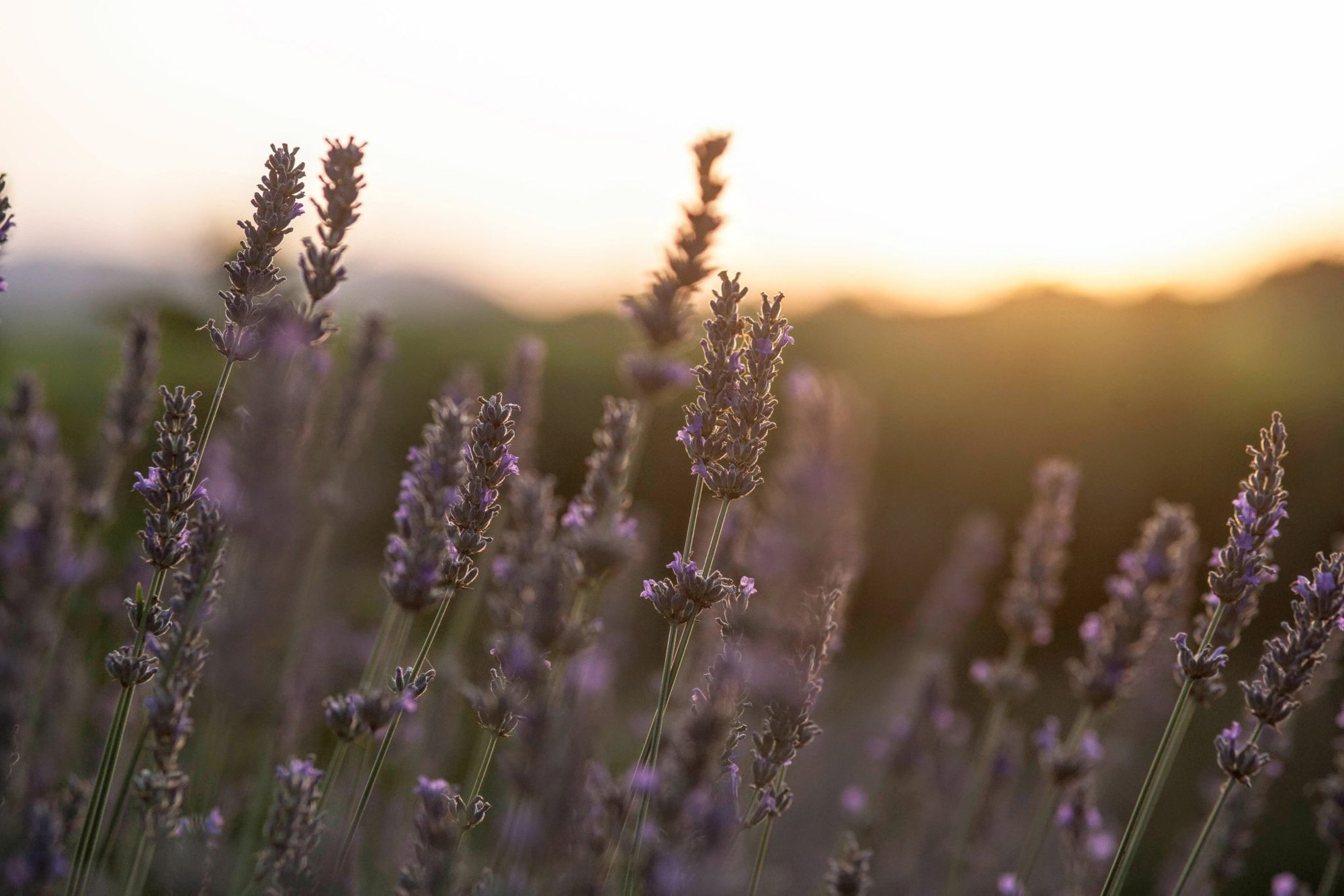 Lavender