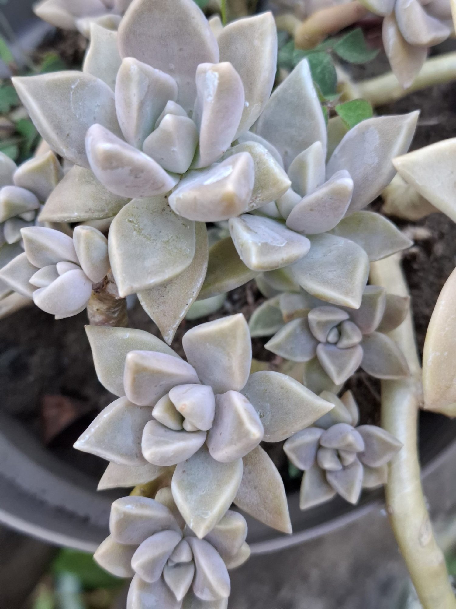 Succulents